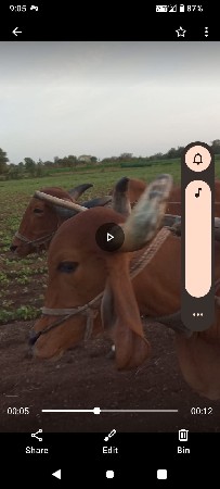 બળદ વેચવાના છે.