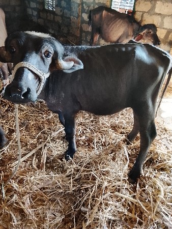 थंबनेल 2