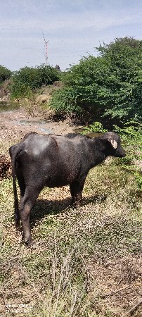 2 ખડેલી વેચવા ની છે પેલા વેતર ની