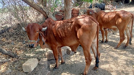 थंबनेल 2