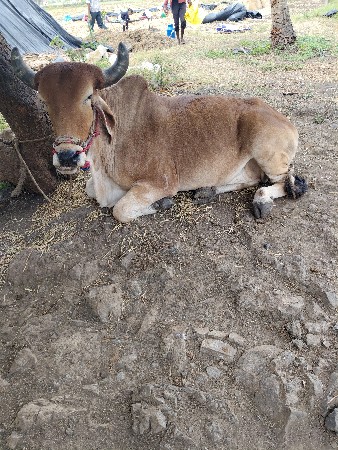 પહેલી ધર્ર ના ગોદલા