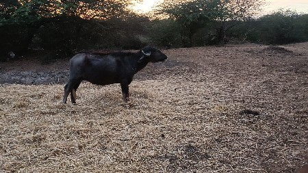 ખળેલી વેચવાની છે