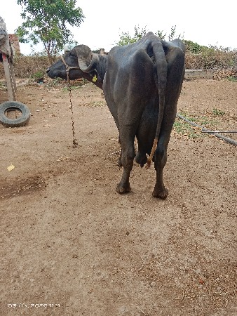 थंबनेल 2