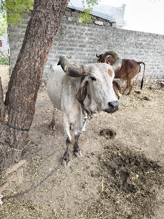 આગા વેચવાની છે