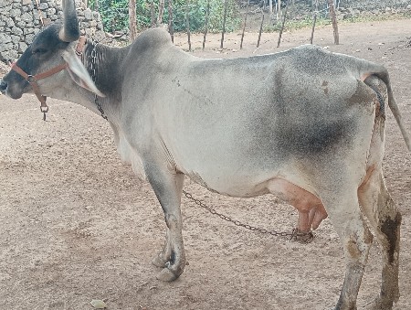 વેચવા ની છે