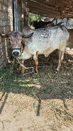 ગાય વેચવાની છે