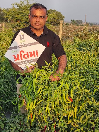 ડ્રિઝલ પ્રતિમા હા. મરચાં બીજ