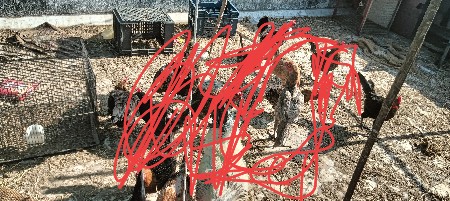 ઓરીજનલ  અસીલ ની  મુરઘી વેચવાની છે