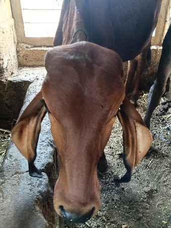 વાછડી વેચવાની છે