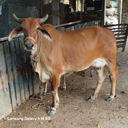 ગાય સાથે પાડી લેવાની છે ભાઈ
