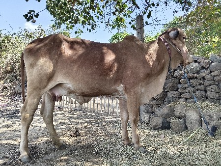 थंबनेल 3