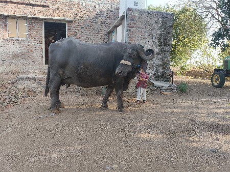 થંબનેલ 3