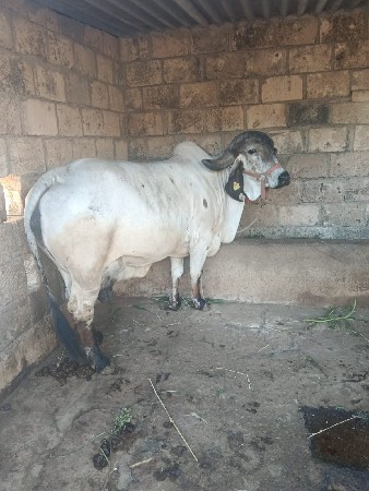 थंबनेल 3