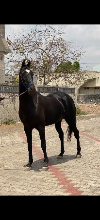 ઘોડિ છે