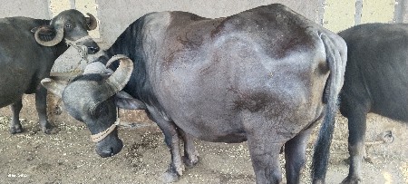 ભેંસ વેચવાની છે