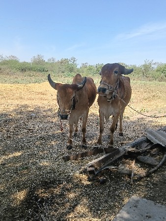 ગોઢલા વહેંચવા ના છેં