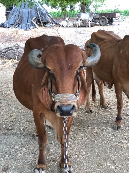 ગીર ગાય વેચવાની છે .
મોબાઈલ નંબર : 9879340282