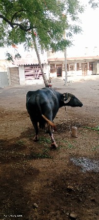 9723197610 ફોન કરો