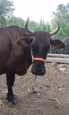 અમે ગામ વેચવાની છે