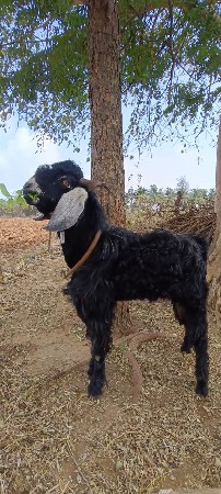 થંબનેલ 3