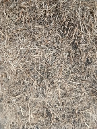 માદવિનોપાલોવેસવાનોછે