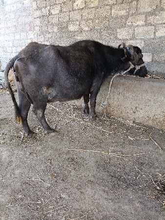 ભેંસ વેચવાની છે