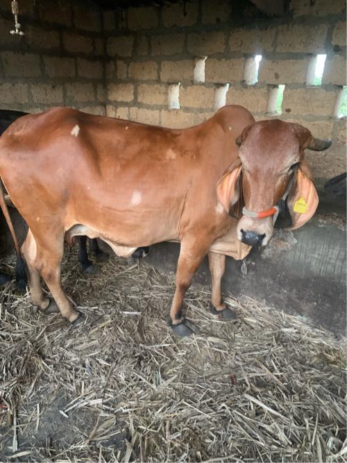 ગીર ગાય 2 વેતર છે 9 મહિનો ગાભાણિ છે 6 લીટર દૂધ આપે