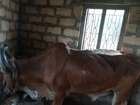 બળદ વેચવાનો છે