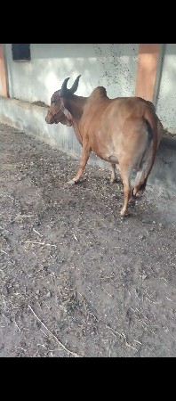 ગાય વેચવાની છે