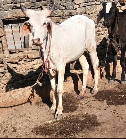 કાંકરેજ વાછડી શ્રેવત કપીલા