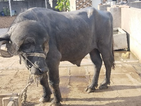 थंबनेल 2