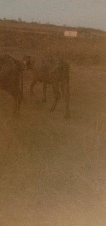 ખેડેલા વેસવાનાછે 2