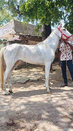 અંદાજે આપેલી કિંમત છે