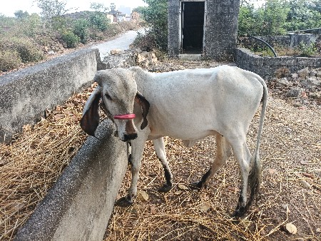 બંને વાચલી વેચવાની છે