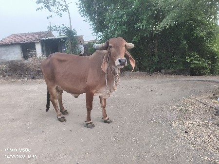 थंबनेल 3