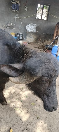 ખડેલિ વેશવાની છે