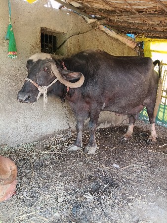 ભેસ વેચવાની છે