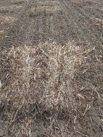 જુવાર ની નીરણ વેચવાની છે.