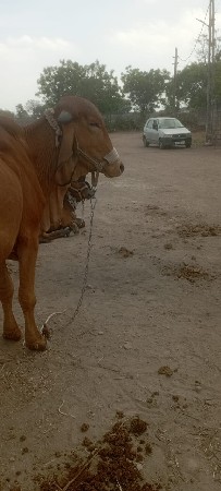 ગીર ઓડકી વેચવાની છે