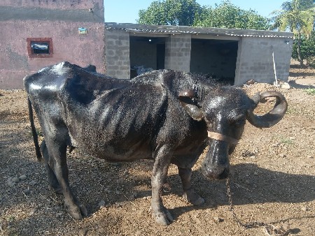 ભેંસ વેચવાની છે