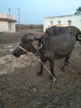 4:30 મહિના ની ગાભા