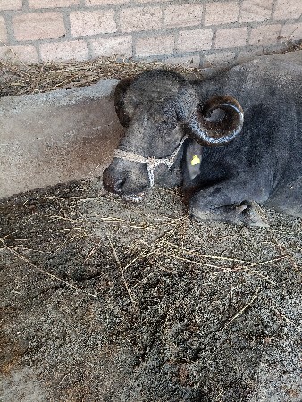 જાફરાબાદી‌ ભેંશ વેચવા ની છે