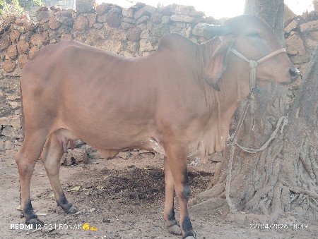 ગાય દેવા ની છે