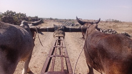 ચાર ચાર દાતે