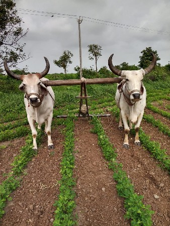 બળદ વેચવાના છે