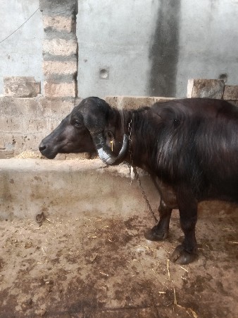 थंबनेल 3