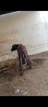 9723197610. ફોન કરો