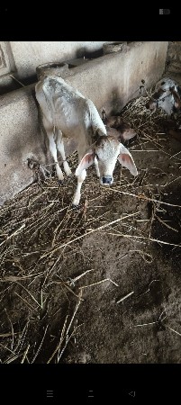 ગાઈ વેચવાની છે
સાટા પન હાલ સે