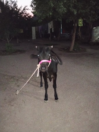 थंबनेल 3