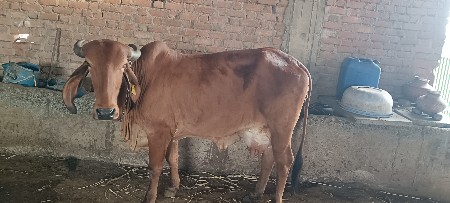 વેચવાની છે